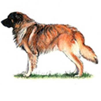 Estrela Mountain Dog - Click Image to Close